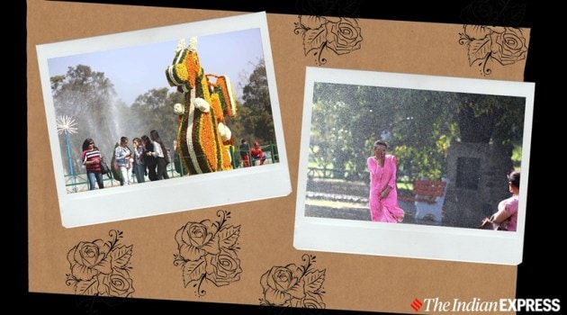 rose festival, 49 rose festival, chandigarh