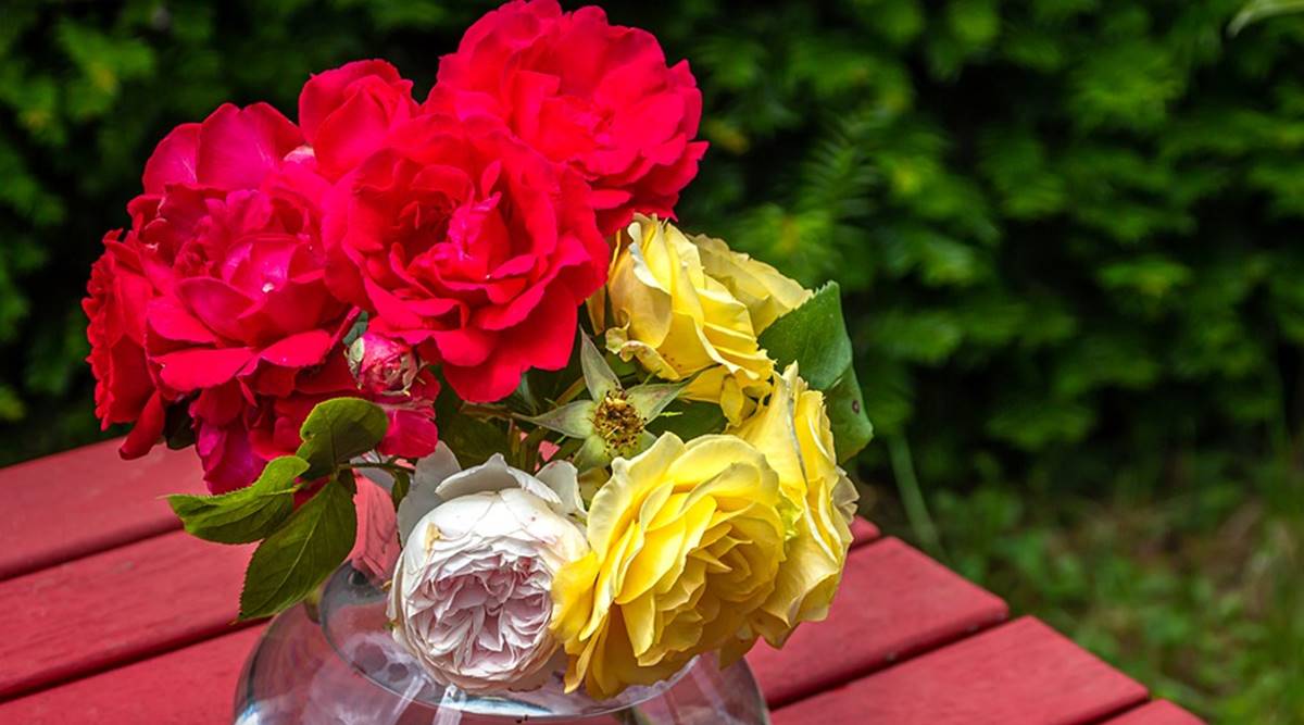 Rose Day 2021: Date, Wishes Images, Quotes, Status, Importance and ...