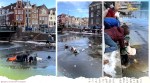 skater rescued pond Amsterdam, Amsterdam icy canals, Amsterdam skaters viral video, Amsterdam skater fall icy pond, twitter reactions, trending, indian express, indian express news