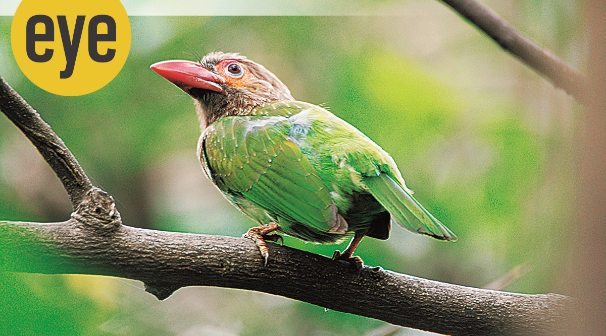 can a barbet live in pakistan