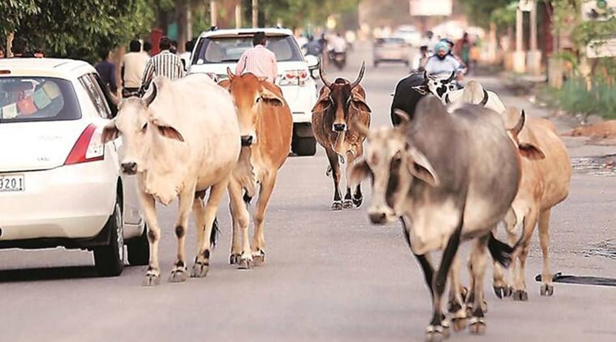 North Delhi Municipal Corporation, NDMC, stray cattle, stray cattle check in delhi, indian express news
