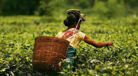 Rahul Gandhi assam raly, Assam tea garden workers, assam tea garden workers wages, assam tea garden workers wages increase, indian express news