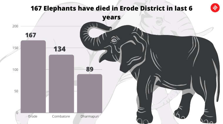 Hunger Games: What Is Worsening Man-elephant Conflict In The Nilgiris 