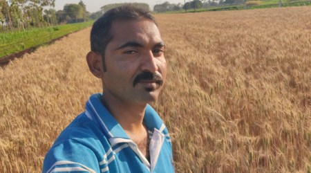 Paresh Dangodara on his field of black-coloured wheat filed. The spike of plant of this variety of wheat grows blackish tinge as against golden tinge for conventional varieties as kernels in it mature. Express photo 
