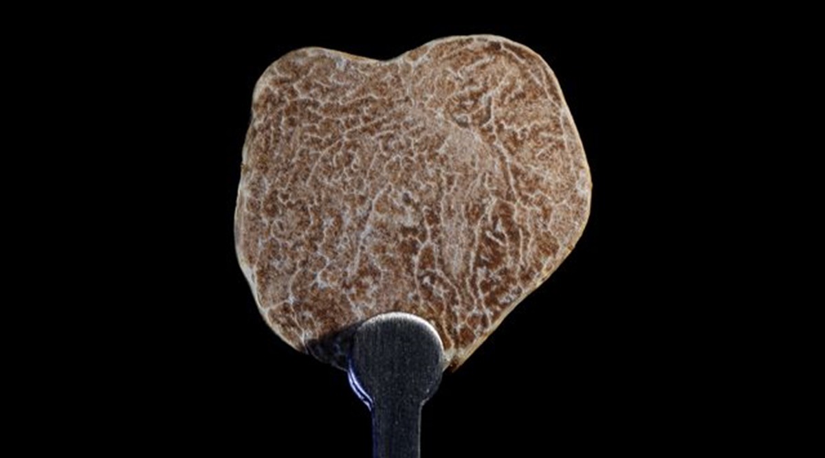 Finding truffles Documentary sniffs out a dying Italian art Artandculture News The Indian