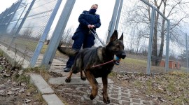 Poland, Poland dogs pension, Poland horse pension, Dogs in services at Poland, Poland news, world news, schemes for dogs in Poland, indian express