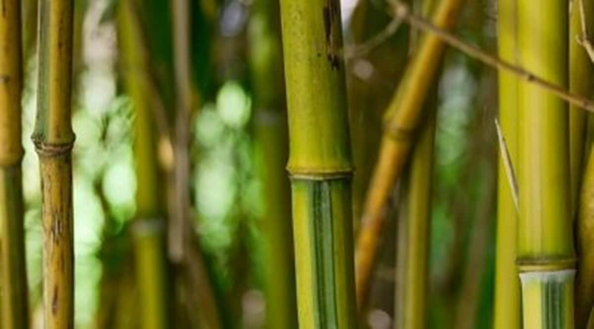 Boosting bamboo, India’s natural ‘green gold’ | The Indian Express