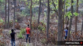 Bankura elephant Bankura, Bankura elephants, West Bengal elections, Bankura Elephants death,  Jangalmahal tribal elections, indian express news
