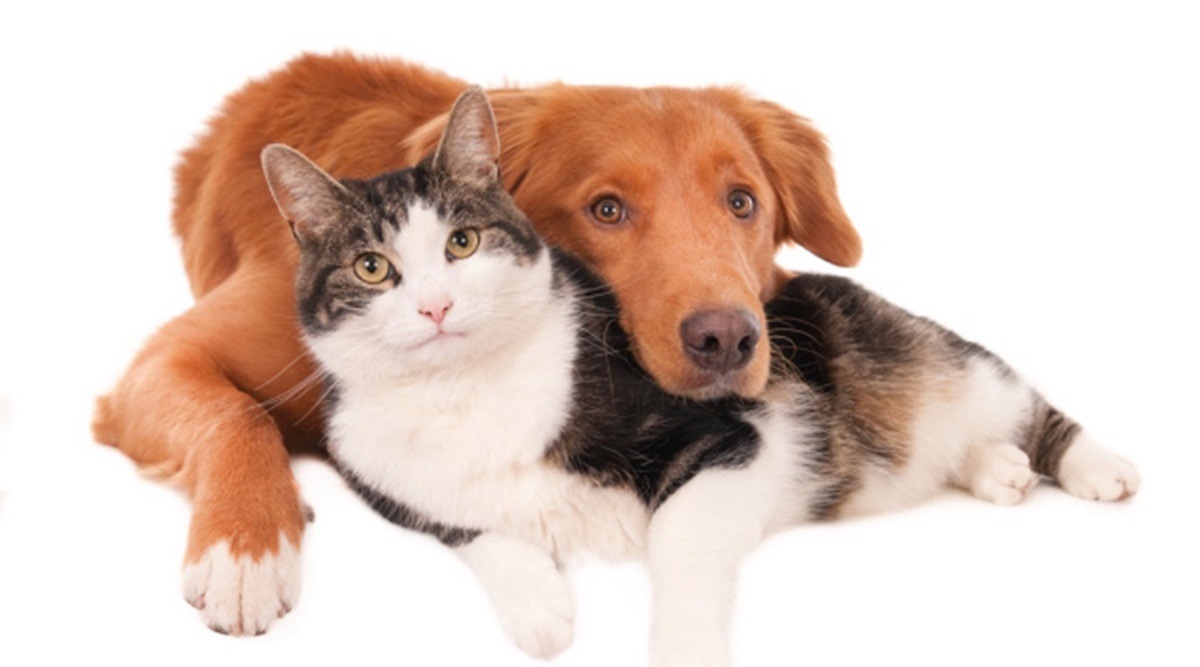 Russia has so far only registered two cases of COVID-19 among animals, both in cats. (File photo)