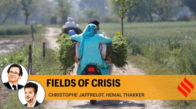 A farmer couple rides homeward after harvesting fresh peas from their farm in village Samrodha in Haryana (AP)