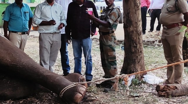 Elephant hit by train near Walayar succumbs to injury