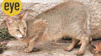 wildcats, wildlife, tigers, jungle cats, eye 2021, sunday eye, indian express news