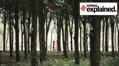 International Day of Forests