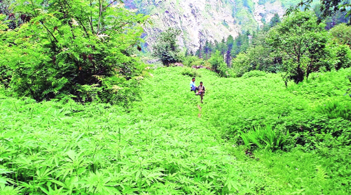 Himachal cannabis cultivation CM