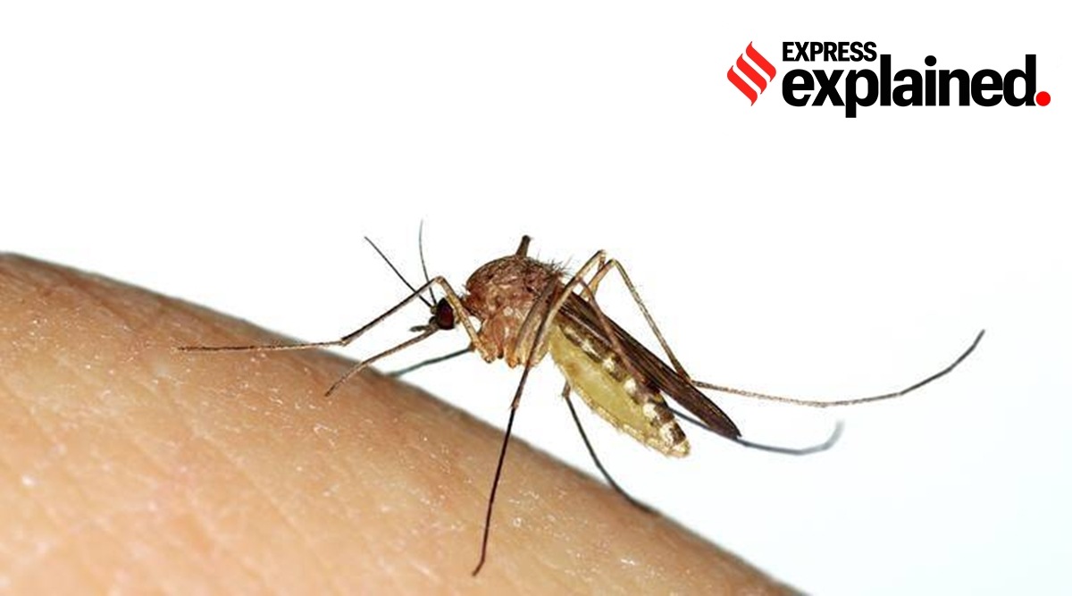Warmer temperatures are the main reason for the appearance of these mosquitoes.