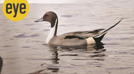 Pintail tufted pochard