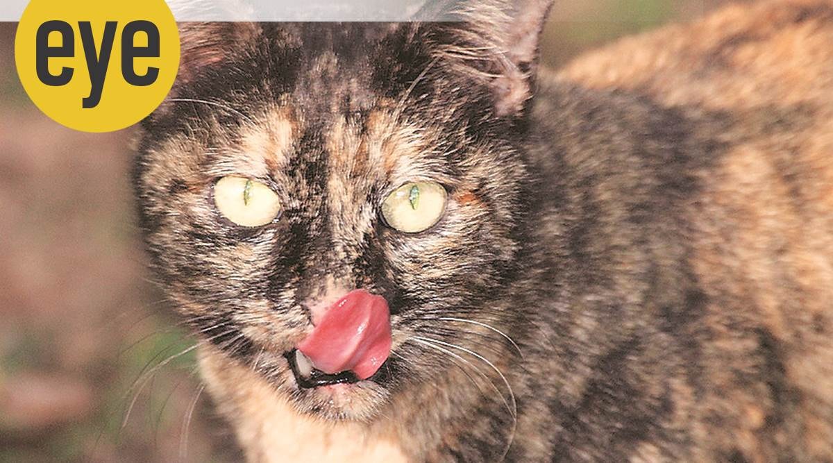 cats, domestic cats, stray cats, feral, animals, eye 2021, sunday eye, indian express news
