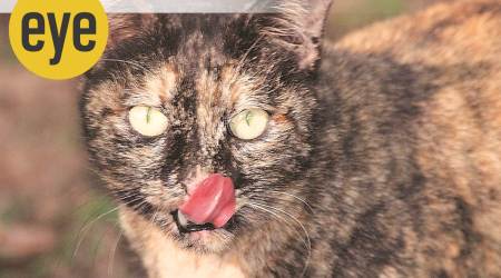 cats, domestic cats, stray cats, feral, animals, eye 2021, sunday eye, indian express news