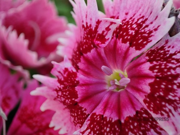 Redmi, Redmi Note 10, Redmi Note 10 Pro Max, Redmi Note 10 Pro Max review, Redmi Note 10 Pro Max first impressions, Redmi Note 10 Pro Max sale, Redmi Note 10 Pro Max price in India,