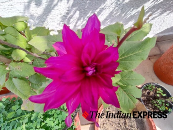 Redmi, Redmi Note 10, Redmi Note 10 Pro Max, Redmi Note 10 Pro Max review, Redmi Note 10 Pro Max first impressions, Redmi Note 10 Pro Max sale, Redmi Note 10 Pro Max price in India,