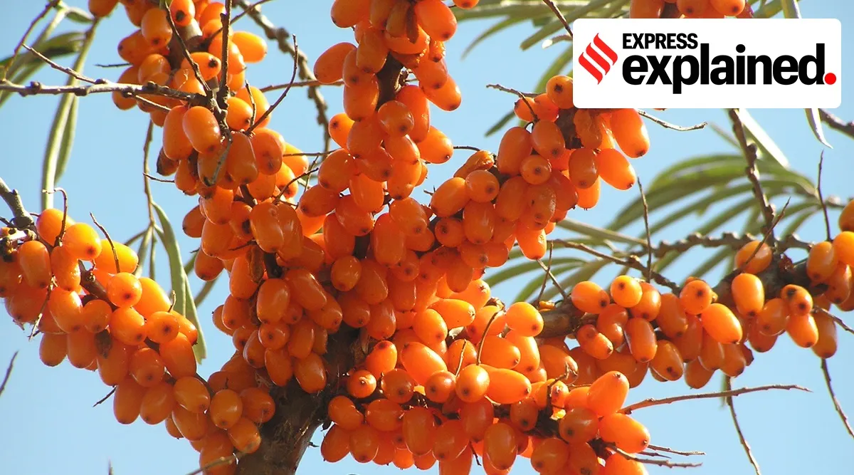 explained: why himachal pradesh want to start seabuckthorn