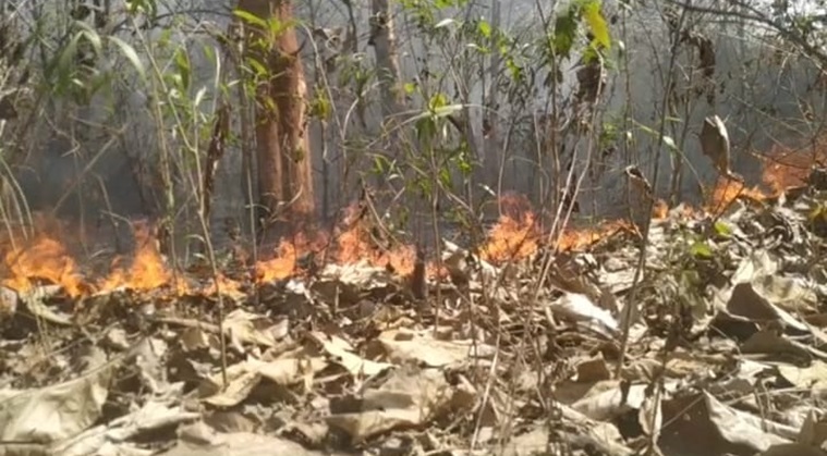 Simlipal forest fire, Simlipal fire, Simlipal forest, Simlipal fire cause, Simlipal fire news, Indian Express