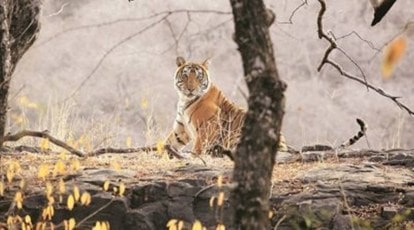 Male tiger raises 4 cubs after death of their mother tigress