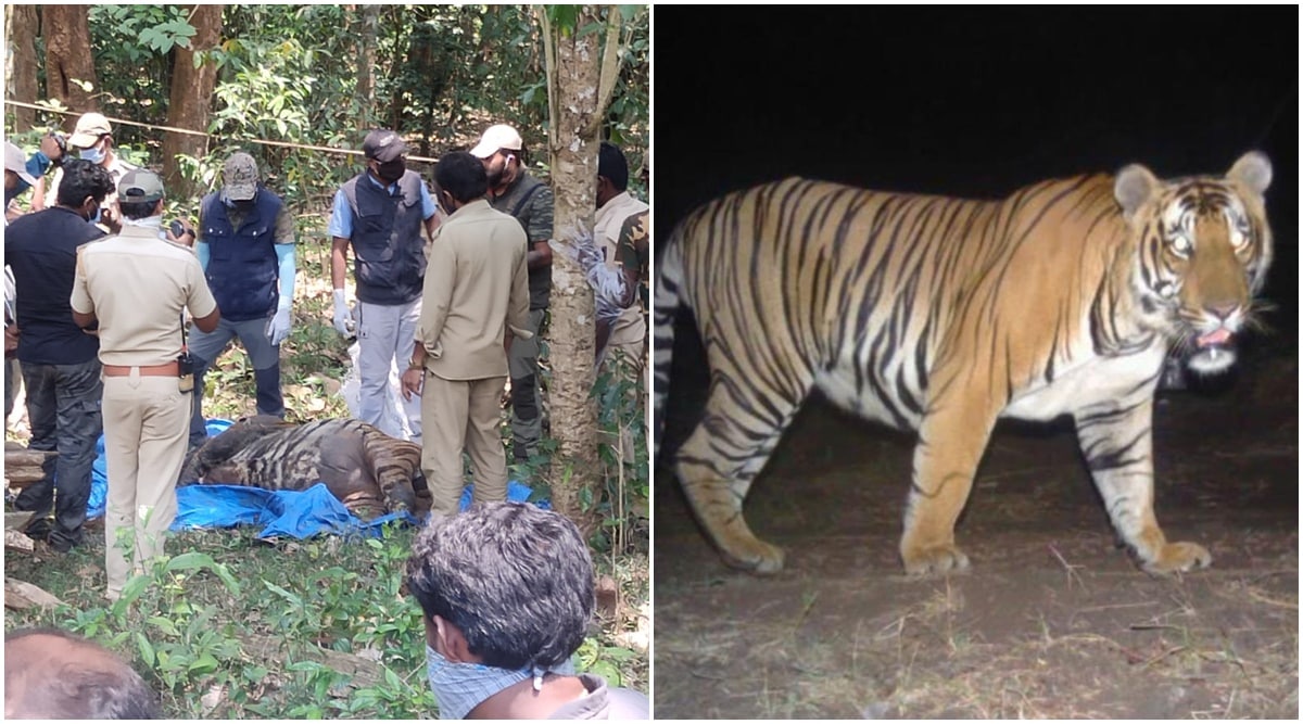 (From left) Police officers and forest department officials examine the carcass of the tiger on Friday; The tiger caught on a camera trap. (Express Photo) 