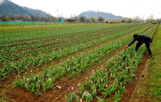 tulip garden in jammu kashmir, tulip garden in jammu kashmir 2021, tulip garden in jammu and kashmir, where is tulip garden located in kashmir, jammu kashmir tulip garden photos, jammu kashmir tulip garden images, jammu kashmir tulip garden pics, jammu kashmir tulip garden pictures