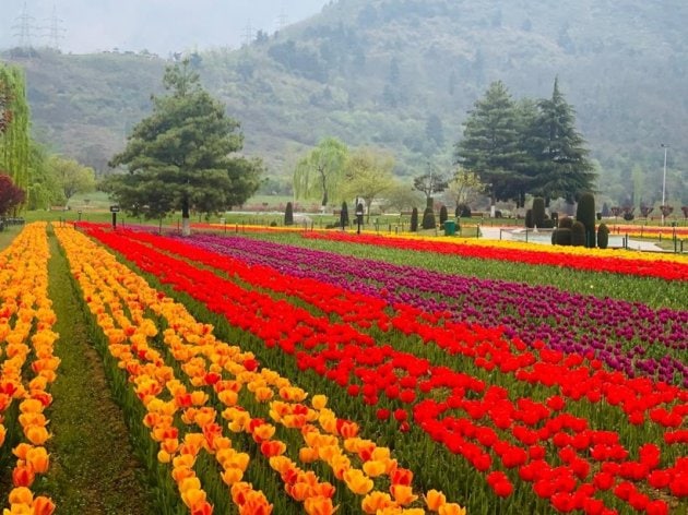 tulip garden in jammu kashmir, tulip garden in jammu kashmir 2021, tulip garden in jammu and kashmir, where is tulip garden located in kashmir, jammu kashmir tulip garden photos, jammu kashmir tulip garden images, jammu kashmir tulip garden pics, jammu kashmir tulip garden pictures