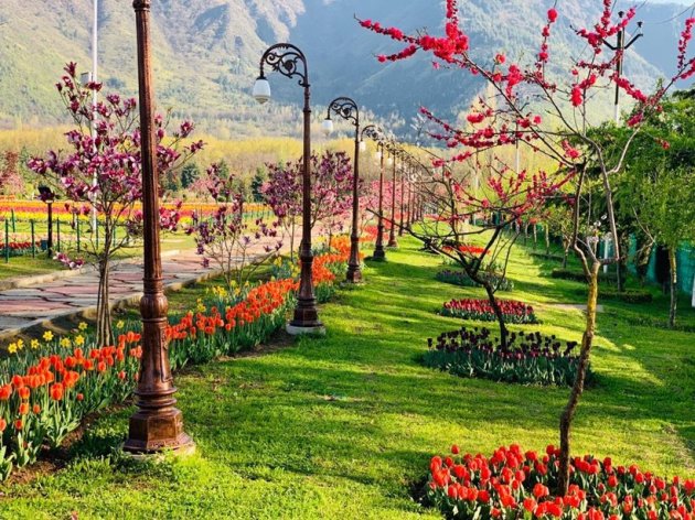 tulip garden in jammu kashmir, tulip garden in jammu kashmir 2021, tulip garden in jammu and kashmir, where is tulip garden located in kashmir, jammu kashmir tulip garden photos, jammu kashmir tulip garden images, jammu kashmir tulip garden pics, jammu kashmir tulip garden pictures