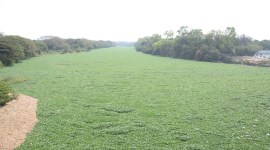 Water hyacinth, Girish Bapat, Pune MP, Mula river Water hyacinth, Pavana Water hyacinth, Indrayani Water hyacinth, Pune news, Indian express news