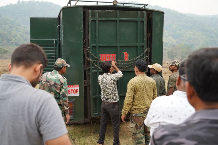 tiger relocation, tigress sundari