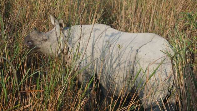 World Wildlife Day, World Wildlife Day 2021, World Wildlife Day 2021 theme, World Wildlife Day PM Modi message, World Wildlife Day India, wildlife places to visit in India, indian express news