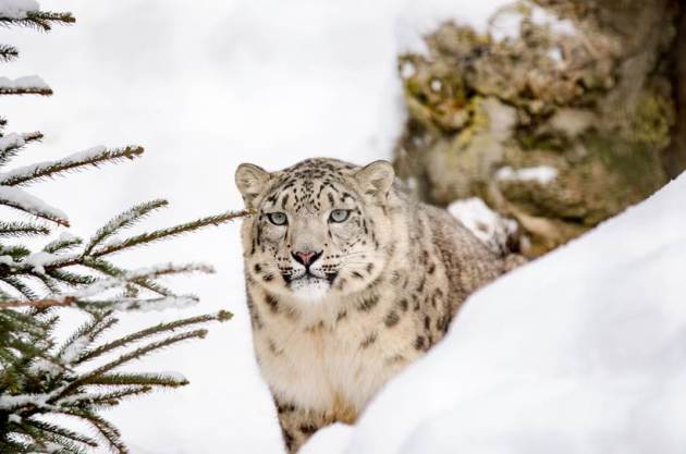 World Wildlife Day, World Wildlife Day 2021, World Wildlife Day 2021 theme, World Wildlife Day PM Modi message, World Wildlife Day India, wildlife places to visit in India, indian express news