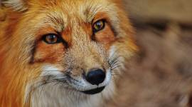 World Wildlife Day, World Wildlife Day 2021, World Wildlife Day 2021 theme, World Wildlife Day PM Modi message, World Wildlife Day India, wildlife places to visit in India, indian express news