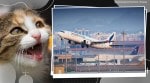 cat attacks pilot, sudan plane cat breaks into cockpit, tarco aviation cat attacks pilot mid air, plane makes emergency landing pilot attacked by cat, odd news, weird news, indian express