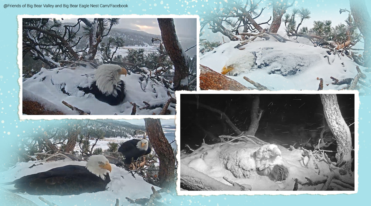 Bald eagle keeping eggs warm during snowfall, California, Bald eagle parenting, Bald eagle viral video, Trending news, the Friends of Big Bear Valley bald eagle video, The Friends of Big Bear Valley wildlife camera, eagle covered in snow, Indian Express news.