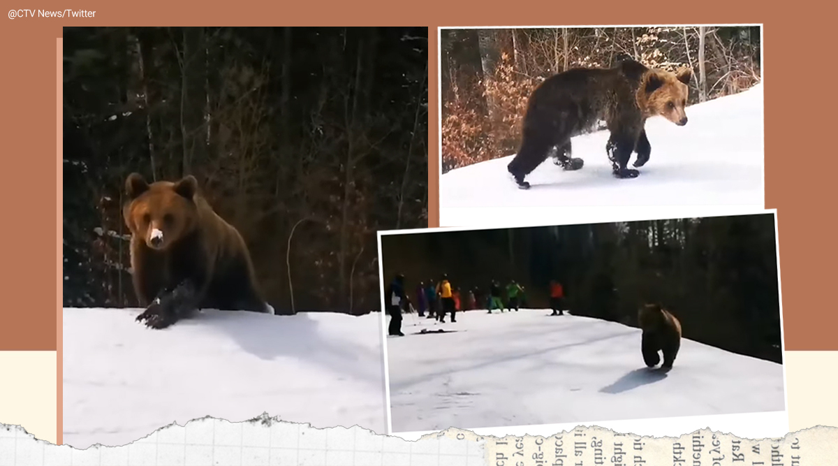 skiers’ chased by brown bear, Romania, Predeal, bear chase narrow escape, skier mountain bear chase, Viral video, Indian Express news