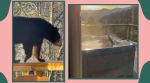 Gatlinburg, Gatlinburg bear, Gatlinburg bear viral video, Gatlinburg jacuzzi, Tennessee house, Trebony, bear spa, trending, twitter reactions, indian express, indian express news
