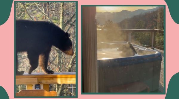 Gatlinburg, Gatlinburg bear, Gatlinburg bear viral video, Gatlinburg jacuzzi, Tennessee house, Trebony, bear spa, trending, twitter reactions, indian express, indian express news