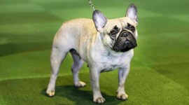 french bull dog