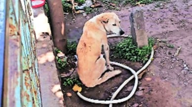 Proposal to amend animal cruelty Act: strict measures suggested | India  News,The Indian Express