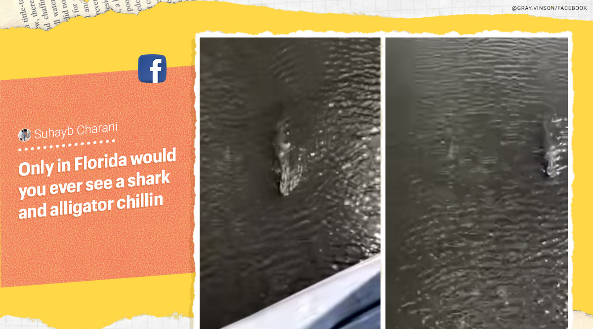 Watch Alligator and bull shark swim together in lagoon, netizens