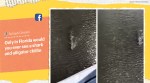 florida, florida crocodile shark viral video, Indian River Lagoon, Gray Vinson, Bull sharks and gators, viral video, water videos, trending, indian express, indian express news