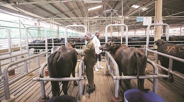 State Minister for Animal Husbandry Sunil Kedar said a decision to subsidise the price of sex-sorted semen straws was taken to help dairy farmers in the state. (File Photo)