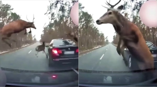 deer stampede, cars caught deer stampede, michigan deer stampede, deer car collision, deer jump in front of car, viral videos, indian express news