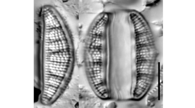 New species of diatoms discovered in Mula river