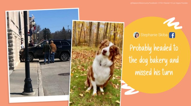 dog car carsh, dog crashes owners car, dog blamed for car crash, dog hit Wisconsin building, odd news, indian express