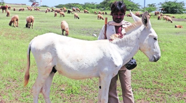 Halari donkeys